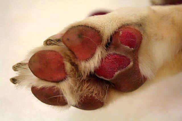 Burn Dog Paws