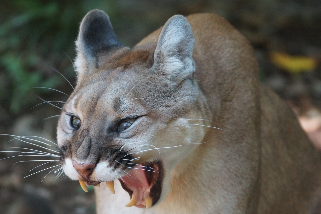 Mountain Lion